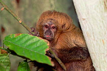 Sot faced / buffy saki monkey {Pithecia albicans} Amazonas, Brazil