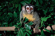 Night monkey / Douroucouli {Aotus trivirgatus} rainforest, Brazil