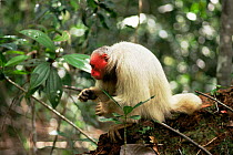 White uakari monkey, female {Cacajao calvus} Amazonas, Brazil