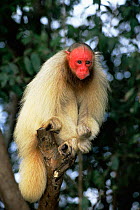 White uakari monkey {Cacajao calvus} Mamiraua reserve, Amazonas, Brazil