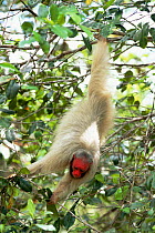 White uakari monkey hanging {Cacajao calvus} Mamiraua reserve, Amazonas, Brazil