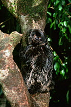 Goeldi's marmoset {Callimico goeldii} upland rainforest, Bolivia