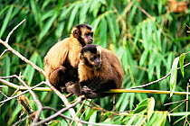 Large headed capuchin (Sapajus macrocephalus) monkeys grooming, Manu NP, Peru