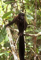 Bearded saki monkey {Chiropotes chiropotes} in rainforest, Amazonia, Brazil