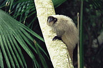 Masked titi monkey {Callicebus nigrifrons} atlantic rainforest, Brazil