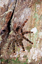 Tarantula spider, Varzea flooded rainforest, Amazonas, Brazil