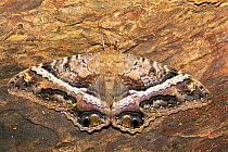 Black witch moth camouflaged on tree bark {Ascalapha odorata} Amazonas, Brazil