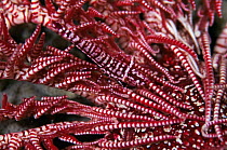 Crinoid shrimp (colour variant) on crinoid, Sulawesi, Indonesia {Periclimenes amboinensis} on