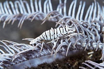 Crinoid shrimp (colour variant) on crinoid, Sulawesi, Indonesia {Periclimenes amboinensis}
