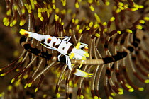 Crinoid shrimp (colour variant) on crinoid, Sulawesi, Indonesia {Periclimenes amboinensis}