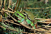 Common tree frogs in amplexus {Hyla arborea} Spain