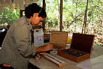 Dan Jenzen Butterfly larvae project, Guanacaste NP. Santa Rosa, Costa Rica. 2005