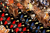 Dan Jenzen Butterfly larvae project, Guanacaste NP. Santa Rosa, Costa Rica. 2005