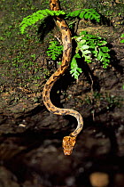 Cat eyed snake {Leptodeira septentrionalis} Campanario biol res, Osa peninsula, Costa Rica