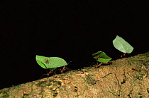 Leafcutter ants {Atta sp} carry leaves with minima ants riding on them, Costa Rica