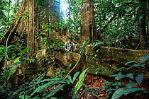 Tourist walks amongst giant roots of Campana tree, Campanario BR, Costa Rica.