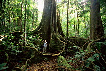 Tourist amongst giant roots of Campana tree, Campanario BR, Osa peninsula, Costa Rica.
