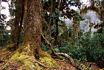 Chirripo National Park, Talamanca Mt range, Costa Rica