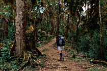 Tourist on path to Cuesta del Agua, Chirripo National Park, Talamanca Mt range, Costa Rica