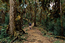 Tourist on path to Cuesta del Agua, Chirripo National Park, Talamanca Mt range, Costa Rica