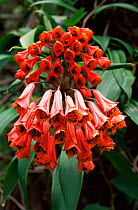 Flowers of {Bomarea sp} Chirripo National Park, Talamanca mt range, Costa Rica
