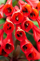 Close-up of flowers of {Bomarea sp} Chirripo NP, Talamanca mt range, Costa Rica