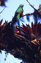 Resplendent quetzal {Pharomachrus mocinno} Talamanca mts, Cost Rica