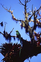 Resplendent quetzal {Pharomachrus mocinno} Talamanca Mountains, Costa Rica