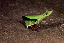 Leafcutter ants {Atta sp} carrying leaves, Rincon de la Vieja NP. Guanacaste, Costa Rica