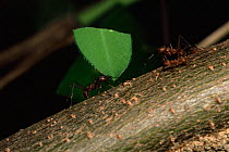 Leafcutter ants {Atta sp} carrying leaves, Rincon de la Vieja NP, Guanacaste, Costa Rica