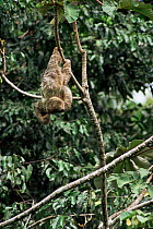 Brown throated / Three toed sloth {Bradypus variegatus} Manuel Antonio NP. Costa Rica