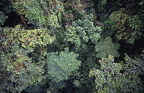 Looking down onto rainforest canopy from skywalk, Monteverde NR, Costa Rica