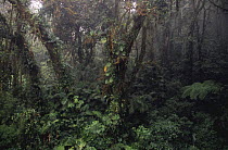 Interior of Monteverde NR, Costa Rica