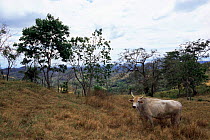 Cattle on slopes of Monteverde, Costa Rica