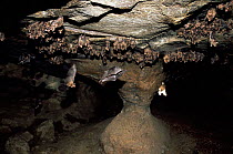 Bats roosting in cave, Santa Rosa NP. Guanacaste, Costa Rica