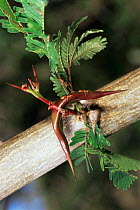 {Azteca sp} ants on Acacia, Santa Rosa NP, Guanacaste, Costa Rica