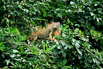 Common iguana {Iguana iguana} in tree, Tortuguero NP. Costa Rica