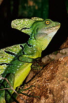 Green basilisk / Jesus christ lizard {Basiliscus basiliscus} Tortuguero NP.