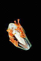 Red eyed tree frog underside, Tortuguero NP, Costa Rica {Agalychnis callidryas}