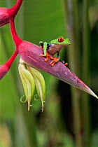 Red eyed tree frog on Heliconia, Tortuguero NP, Costa Rica {Agalychnis callidryas}