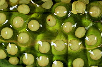 Eggs of Red eyed tree frog, Tortuguero NP, Costa Rica {Agalychnis callidryas}