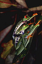 Red eyed tree frogs mating {Agalychnis callidryas}, Tortuguero NP, Costa Rica