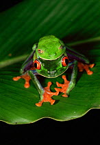 Red eyed tree frogs mating, Tortuguero NP, Costa Rica {Agalychnis callidryas}