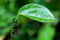 Green pepper leaf and fruit {Capsicum anuum} Costa Rica