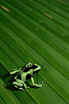 Green poison arrow frog {Dendrobates auratus} Costa Rica