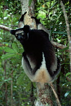 Indri in rainforest {Indri indri} E Madagascar