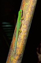 Day gecko {Phelsuma bimaculata} Ile St Marie, Madagascar