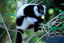 Black & white ruffed lemur {Varecia v variegata} Madagascar, Andasibe-Mantadia NP