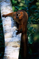 Artificially bred hybrid lemur {L m macaco x Lemur rubriventer} captive Madagascar