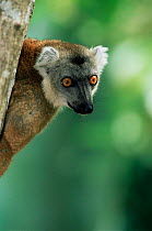 Female Black lemur {Lemur macaco macaco} Nosybe, NW Madagascar